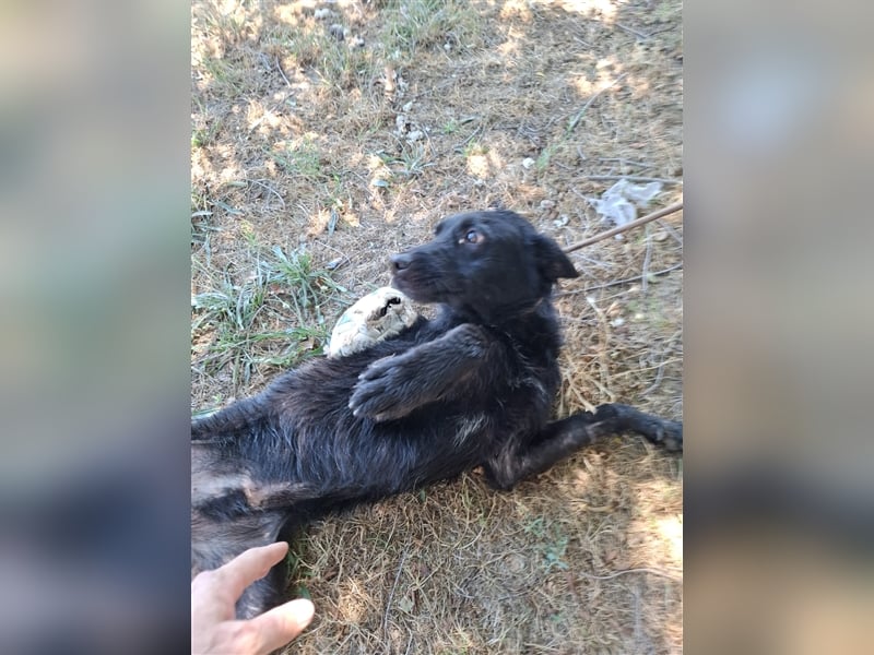 Toller Tavasz sucht ein Zuhause!