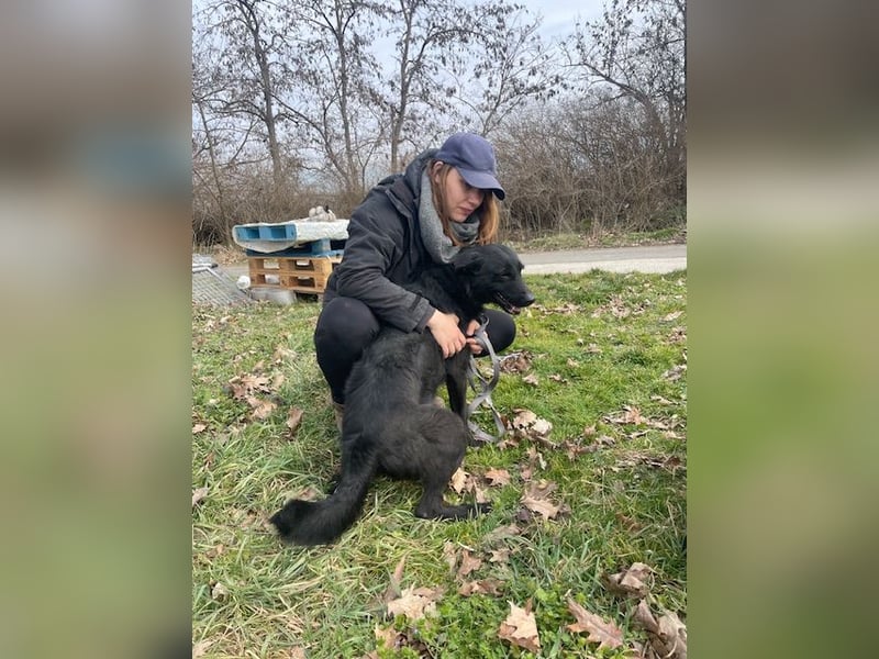 Toller Tavasz sucht ein Zuhause!