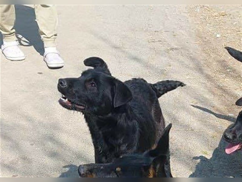 Toller Tavasz sucht ein Zuhause!