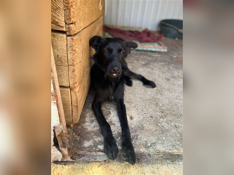 Toller Tavasz sucht ein Zuhause!
