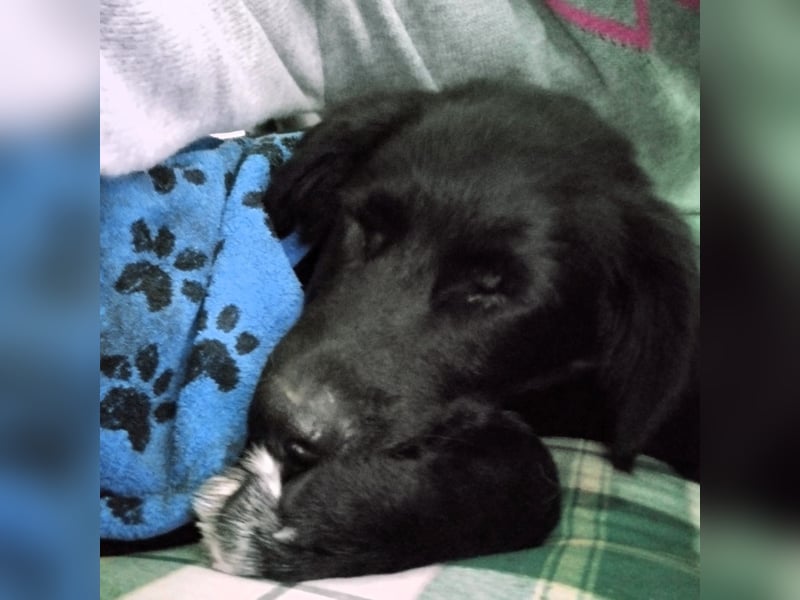 Buddy-Schäferhund-Mischling -reserviert