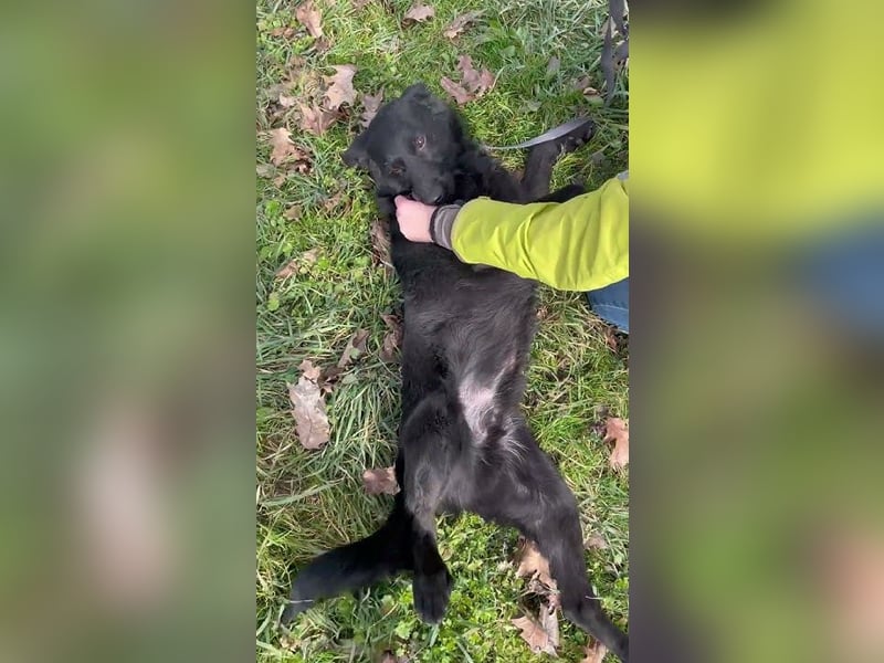 Toller Tavasz sucht ein Zuhause!