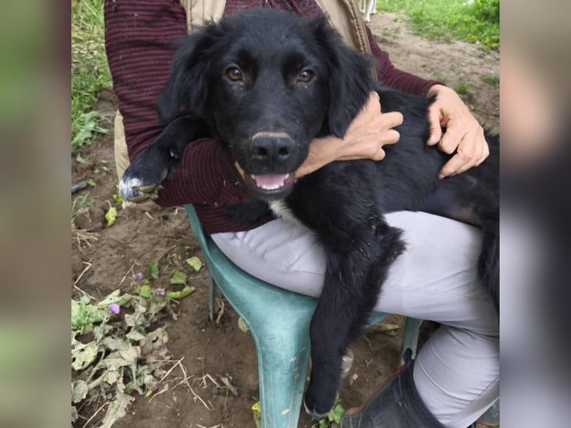 Buddy-Schäferhund-Mischling -reserviert