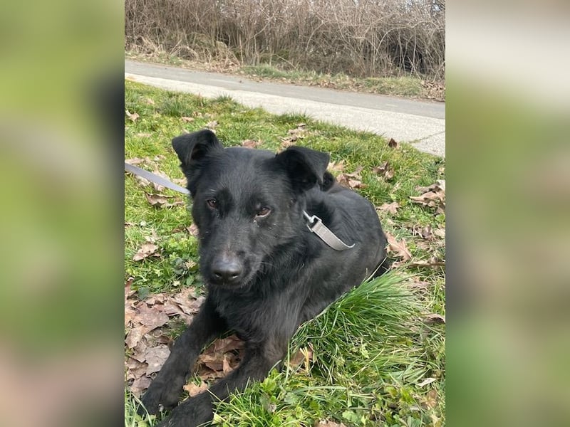 Toller Tavasz sucht ein Zuhause!