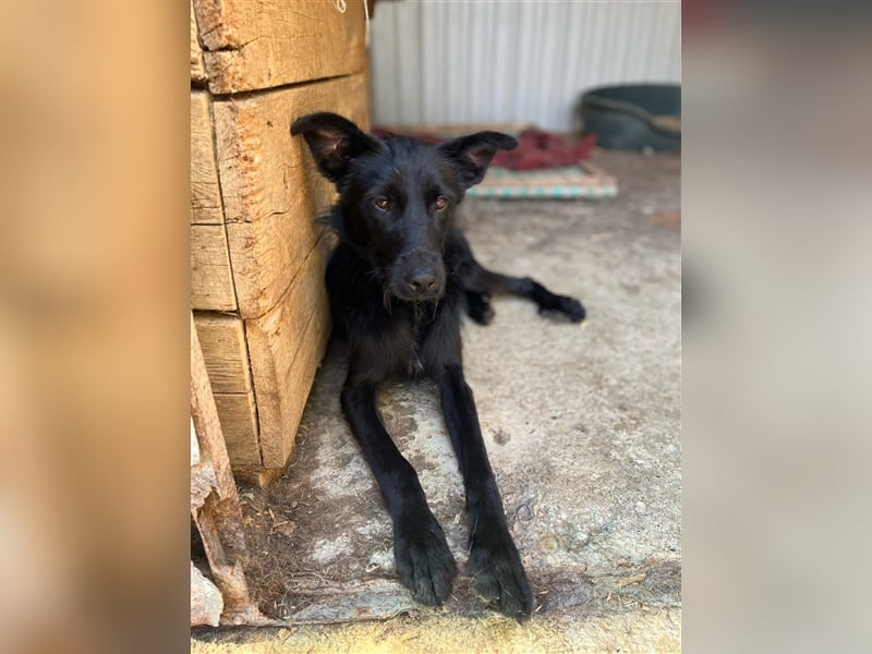 Toller Tavasz sucht ein Zuhause!