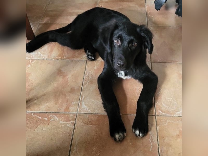 Buddy-Schäferhund-Mischling -reserviert