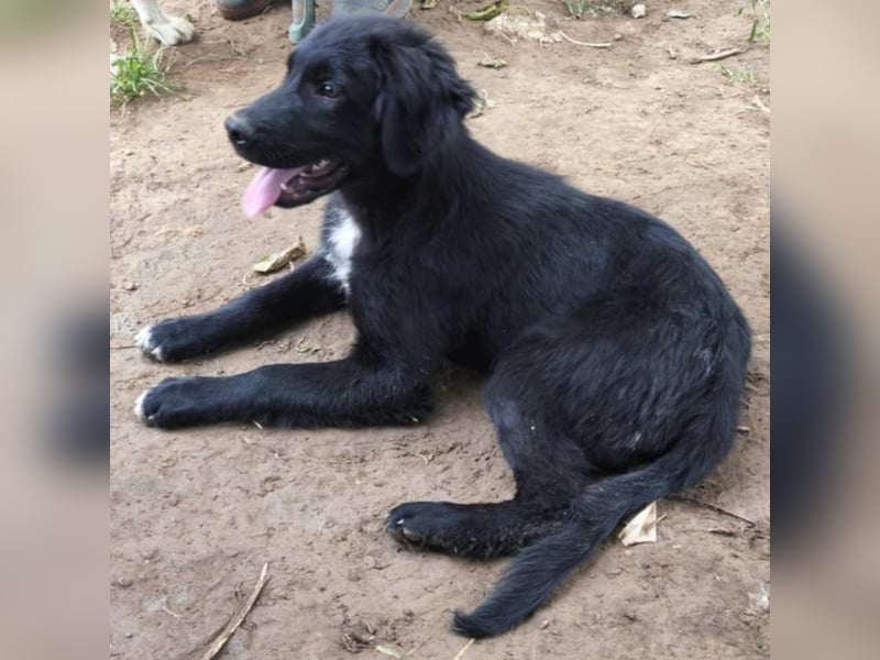 Buddy-Schäferhund-Mischling -reserviert