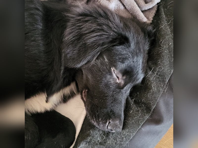 Buddy-Schäferhund-Mischling -reserviert