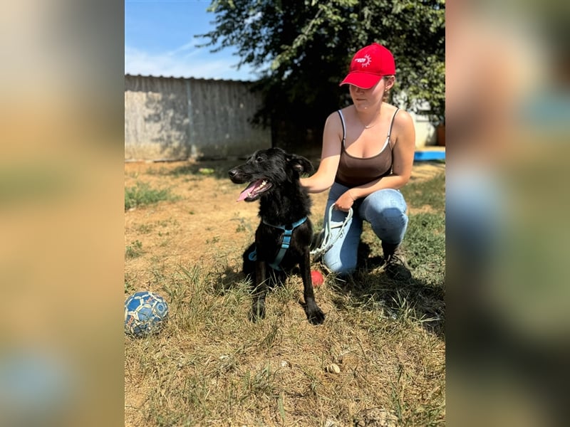 Toller Tavasz sucht ein Zuhause!