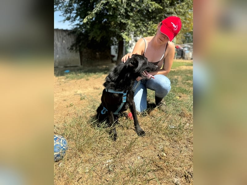 Toller Tavasz sucht ein Zuhause!