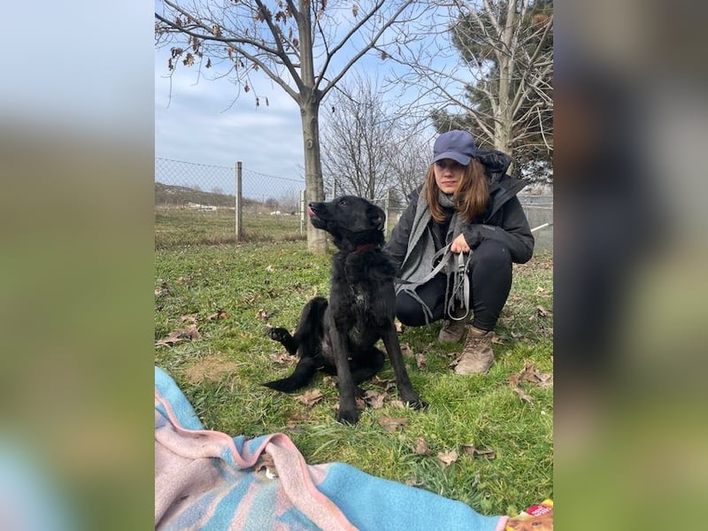 Toller Tavasz sucht ein Zuhause!