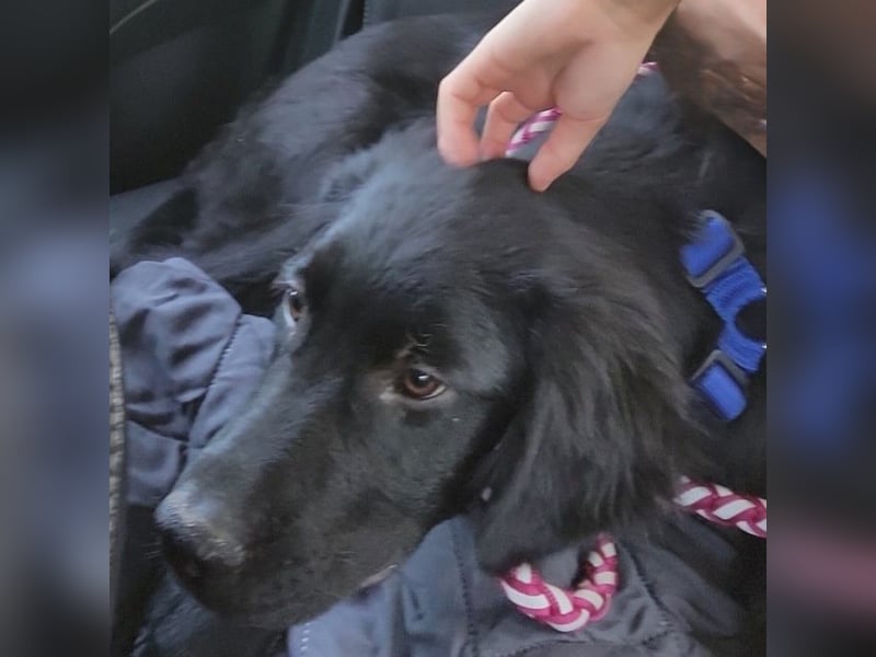 Buddy-Schäferhund-Mischling -reserviert