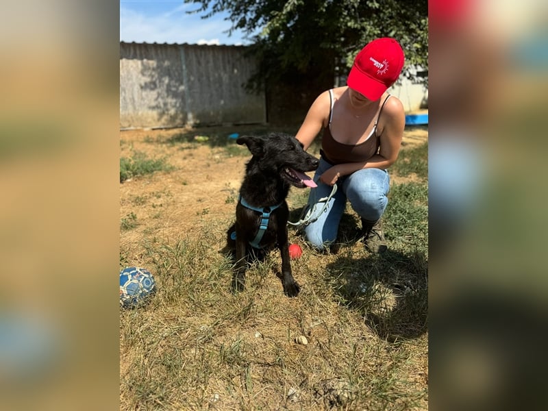 Toller Tavasz sucht ein Zuhause!