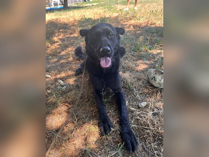 Toller Tavasz sucht ein Zuhause!