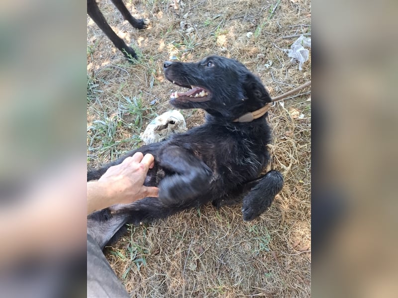 Toller Tavasz sucht ein Zuhause!