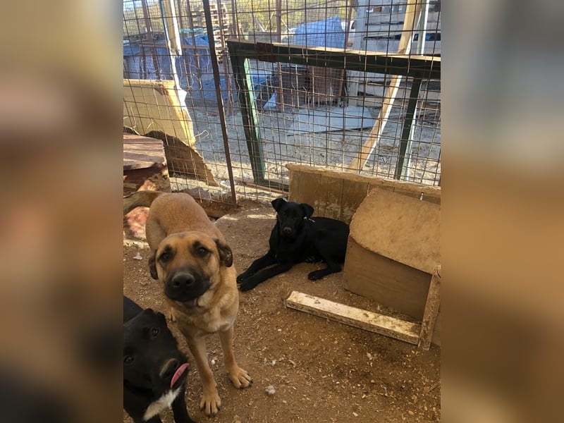 Toller Tavasz sucht ein Zuhause!