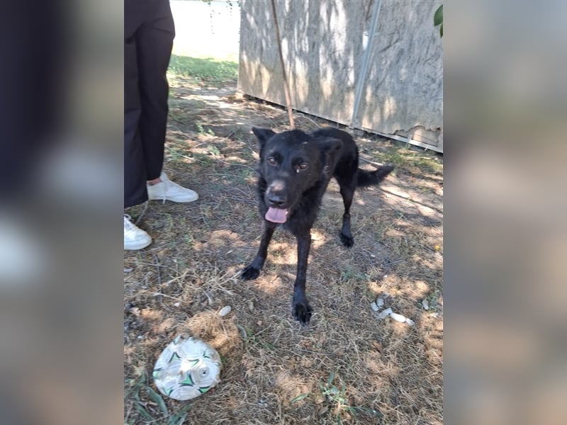 Toller Tavasz sucht ein Zuhause!