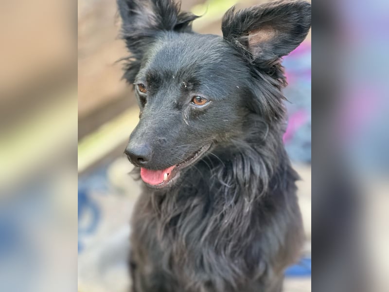 RUDI (*2023) sucht ein liebevolles Zuhause