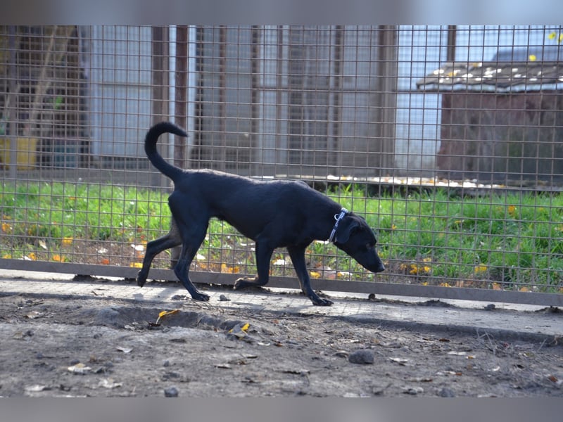 Aktiver Pindi sucht sein Körbchen