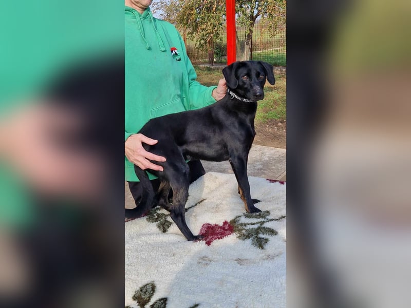 Aktiver Pindi sucht sein Körbchen