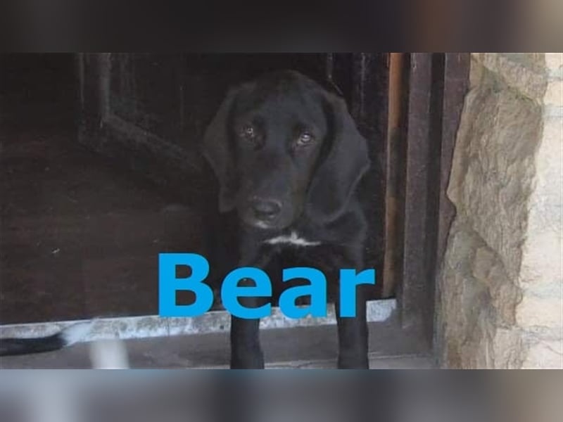 BEAR sucht liebevolles Zuhause