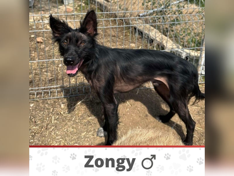 ZONGY ❤ EILIG! sucht Zuhause oder Pflegestelle