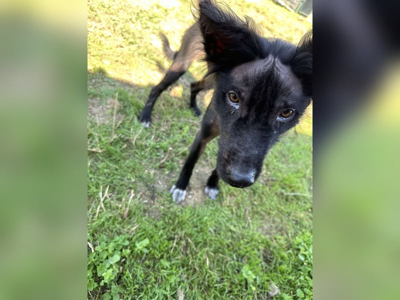 ZONGY ❤ EILIG! sucht Zuhause oder Pflegestelle