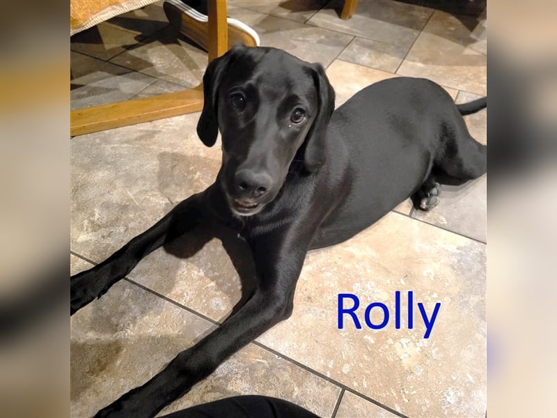 ROLLY ❤ (wird mittlerweile „Mogli“ genannt)  wartet in 30826 Garbsen auf Dich