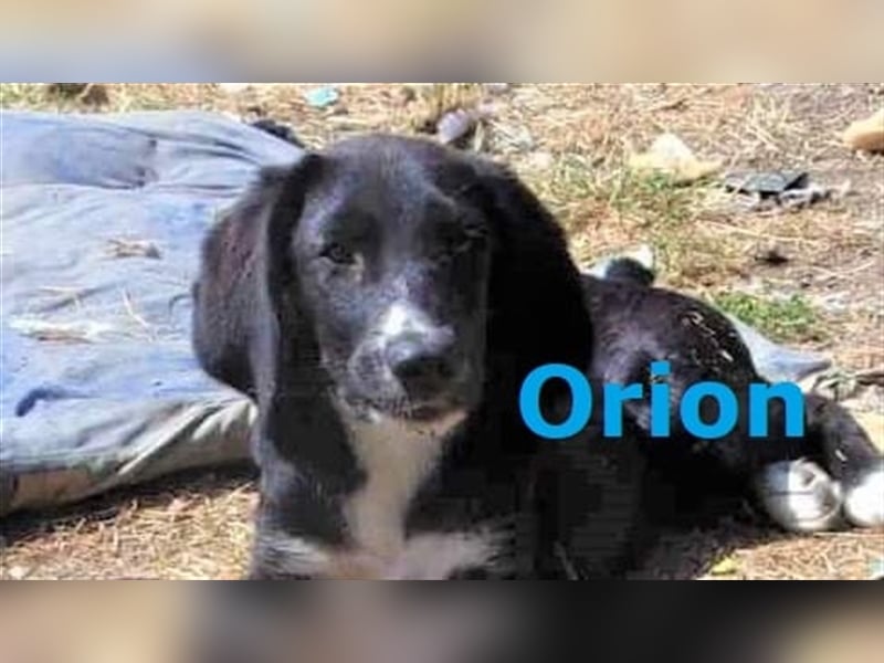 ORION ❤ sucht Zuhause oder Pflegestelle