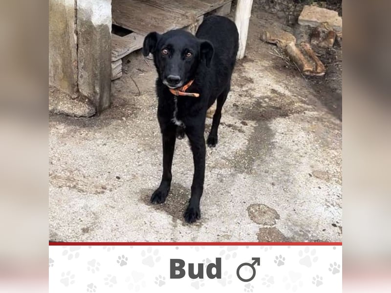 BUD sucht liebevolles Zuhause oder Pflegestelle