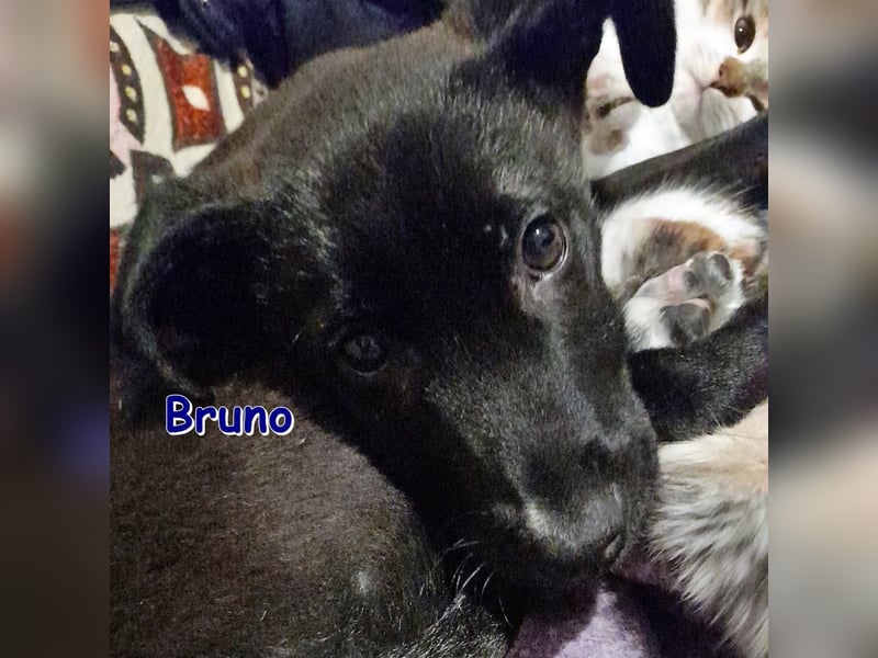 BRUNO ❤  wartet in 12524 Berlin auf Dich!