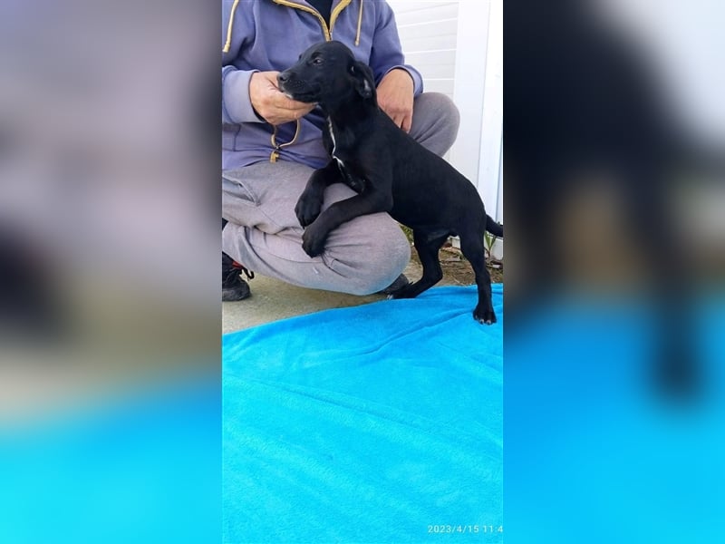 ROLLY ❤ (wird mittlerweile „Mogli“ genannt)  wartet in 30826 Garbsen auf Dich
