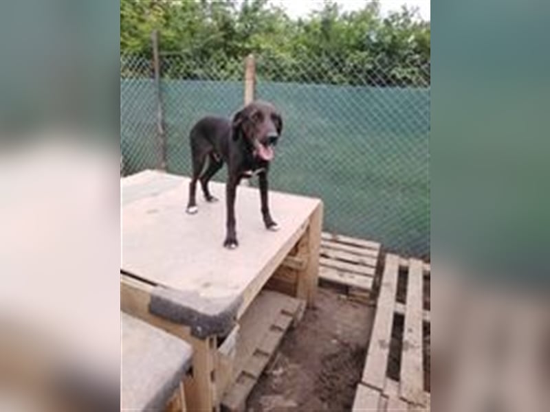 BEAR sucht liebevolles Zuhause