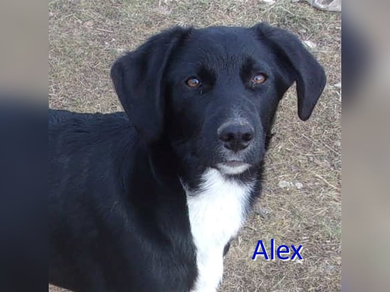 ALEX sucht liebevolles Zuhause