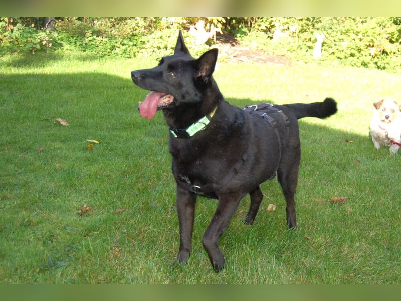 Emilio - liebebedürftiger Familienhund - Tierhilfe Franken e.V.