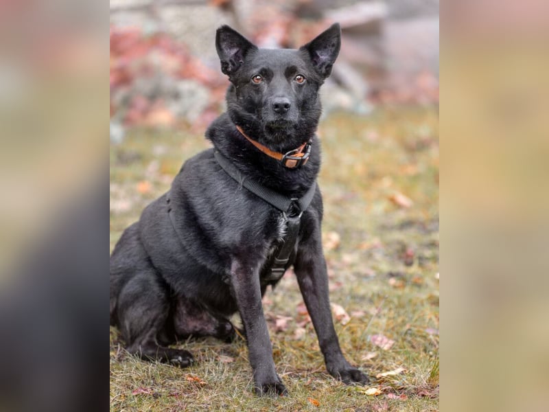 Emilio - liebebedürftiger Familienhund - Tierhilfe Franken e.V.