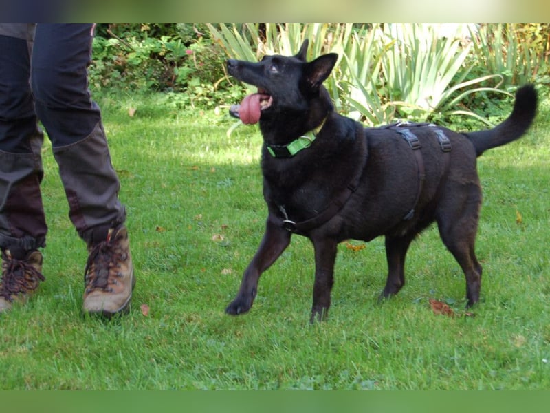 Emilio - liebebedürftiger Familienhund - Tierhilfe Franken e.V.