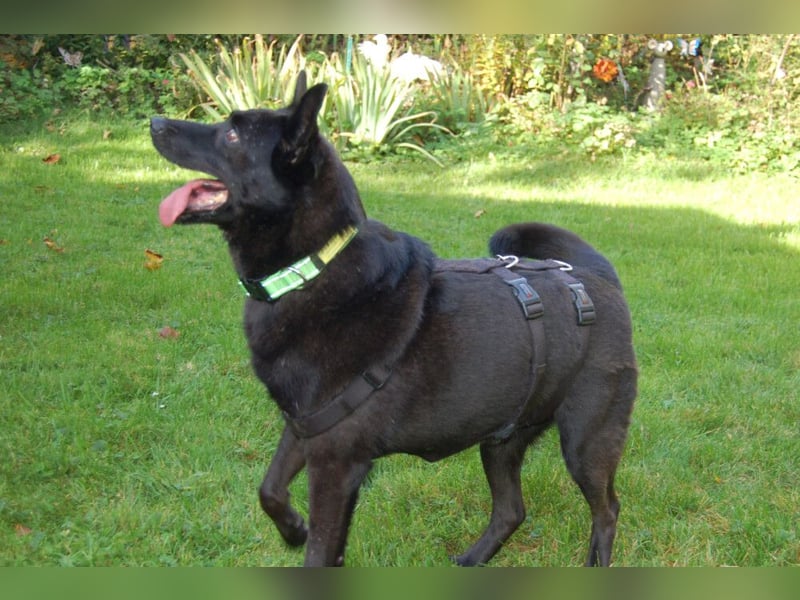 Emilio - liebebedürftiger Familienhund - Tierhilfe Franken e.V.