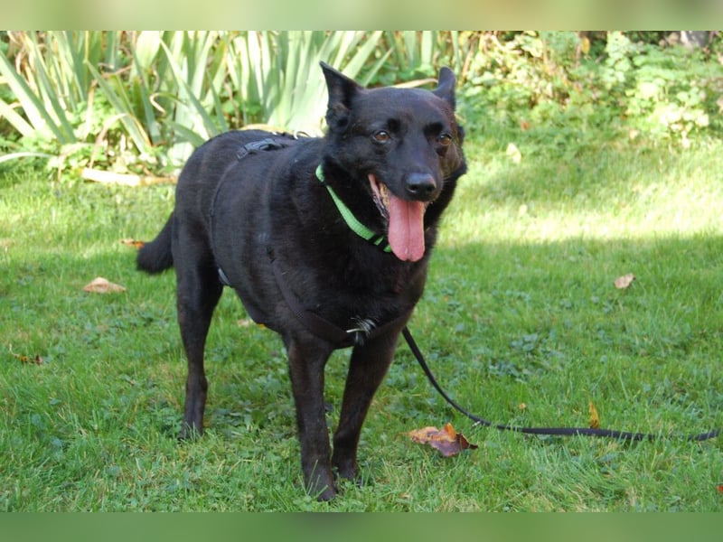 Emilio - liebebedürftiger Familienhund - Tierhilfe Franken e.V.