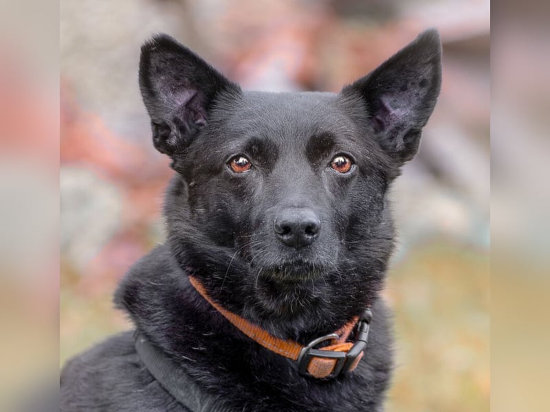 Emilio - liebebedürftiger Familienhund - Tierhilfe Franken e.V.