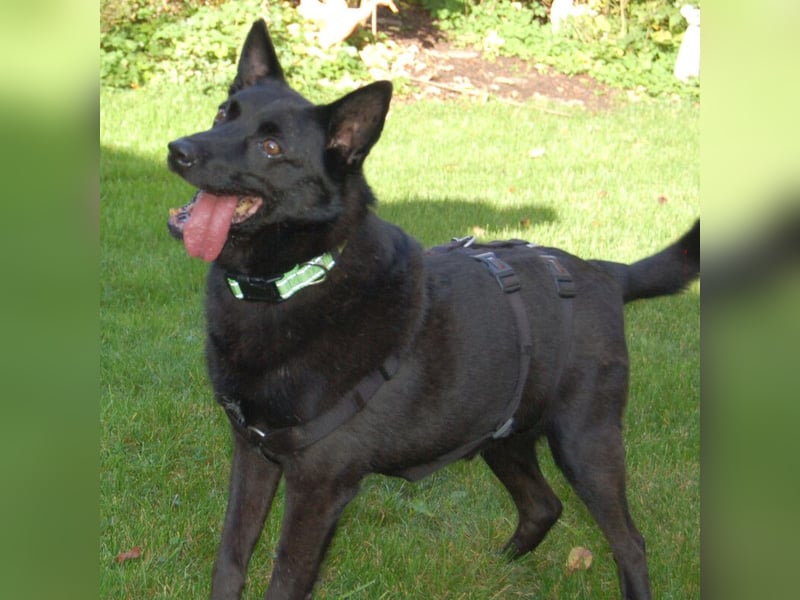 Emilio - liebebedürftiger Familienhund - Tierhilfe Franken e.V.