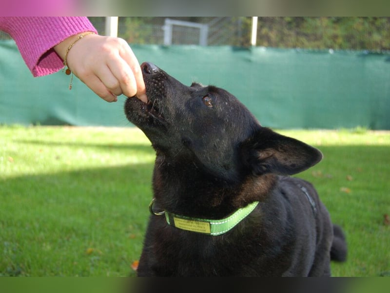 Emilio - liebebedürftiger Familienhund - Tierhilfe Franken e.V.