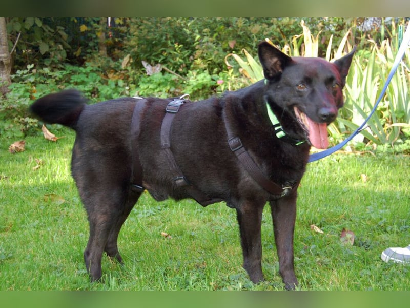 Emilio - liebebedürftiger Familienhund - Tierhilfe Franken e.V.