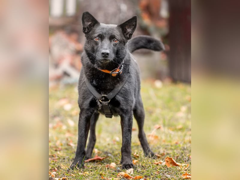 Emilio - liebebedürftiger Familienhund - Tierhilfe Franken e.V.