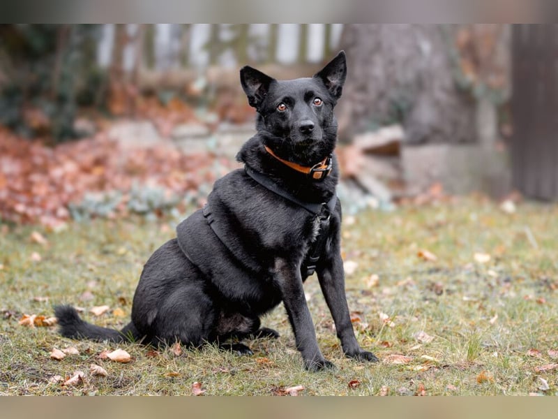 Emilio - liebebedürftiger Familienhund - Tierhilfe Franken e.V.