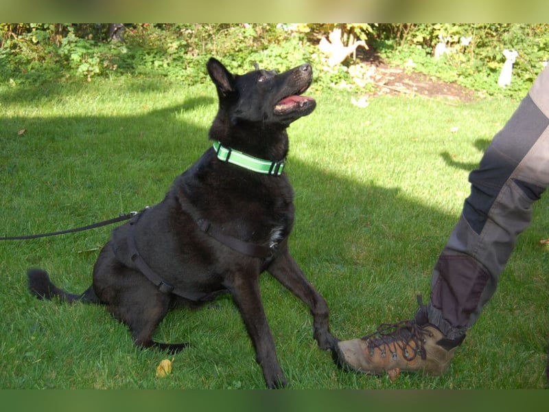 Emilio - liebebedürftiger Familienhund - Tierhilfe Franken e.V.