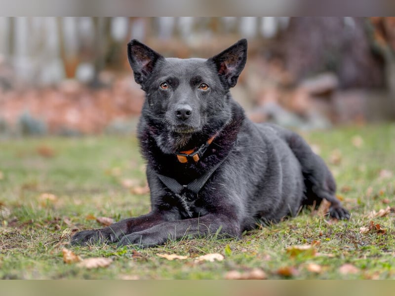 Emilio - liebebedürftiger Familienhund - Tierhilfe Franken e.V.