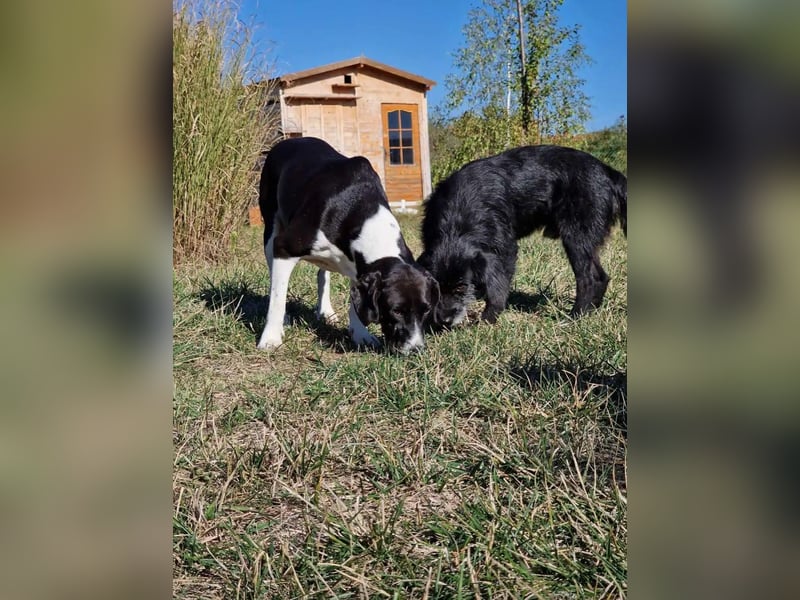 Kleiner, aufgeweckter und verträglicher Mixrüde BLACKY (III) sucht ein Zuhause. Sehr lieb und agil,