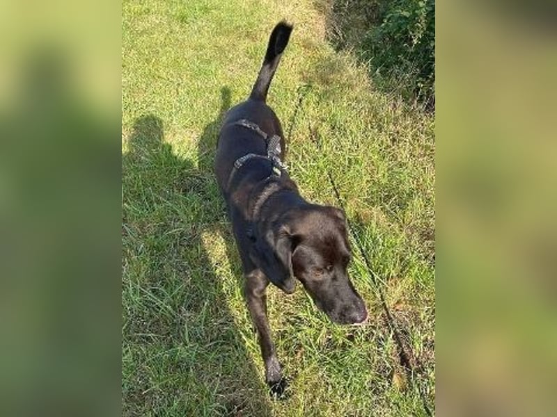 verträglicher Max - sucht ruhiges Zuhause