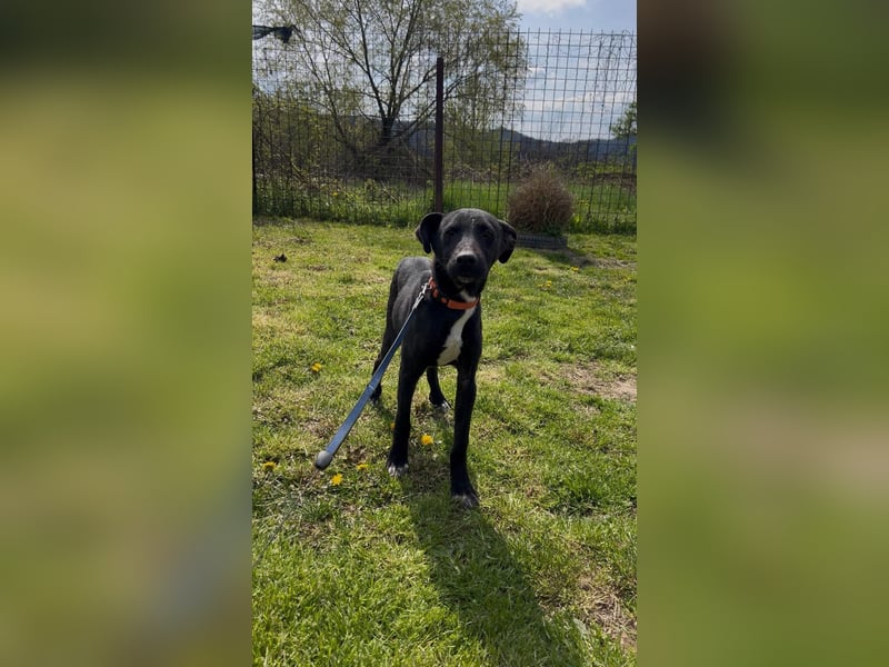 Sirius sucht ein Zuhause